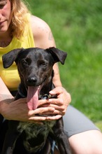 FONZO, Hund, Mischlingshund in Ungarn - Bild 11