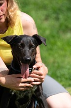 FONZO, Hund, Mischlingshund in Ungarn - Bild 12