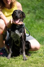 FONZO, Hund, Mischlingshund in Ungarn - Bild 13