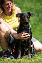FONZO, Hund, Mischlingshund in Ungarn - Bild 14