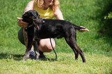 FONZO, Hund, Mischlingshund in Ungarn - Bild 2