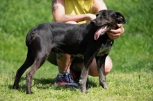 FONZO, Hund, Mischlingshund in Ungarn - Bild 3