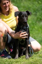FONZO, Hund, Mischlingshund in Ungarn - Bild 4