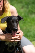 FONZO, Hund, Mischlingshund in Ungarn - Bild 6