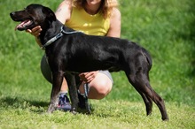 FONZO, Hund, Mischlingshund in Ungarn - Bild 7