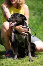 FONZO, Hund, Mischlingshund in Ungarn - Bild 8