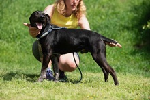 FONZO, Hund, Mischlingshund in Ungarn - Bild 9