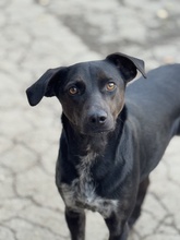 FONZO, Hund, Mischlingshund in Marsberg