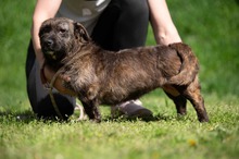 PANGEA, Hund, Mischlingshund in Ungarn - Bild 1