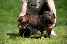 PANGEA, Hund, Mischlingshund in Ungarn - Bild 10