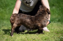 PANGEA, Hund, Mischlingshund in Ungarn - Bild 11