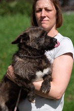 PANGEA, Hund, Mischlingshund in Ungarn - Bild 2