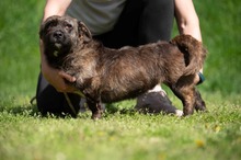 PANGEA, Hund, Mischlingshund in Ungarn - Bild 3