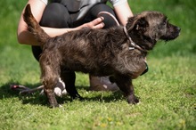 PANGEA, Hund, Mischlingshund in Ungarn - Bild 4