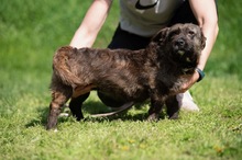 PANGEA, Hund, Mischlingshund in Ungarn - Bild 5