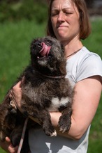 PANGEA, Hund, Mischlingshund in Ungarn - Bild 7