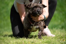 PANGEA, Hund, Mischlingshund in Ungarn - Bild 9