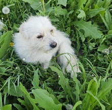 SAMUEL, Hund, Mischlingshund in Rumänien - Bild 1