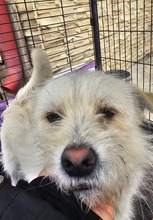 SAMUEL, Hund, Mischlingshund in Rumänien - Bild 2