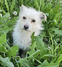 SAMUEL, Hund, Mischlingshund in Rumänien - Bild 3
