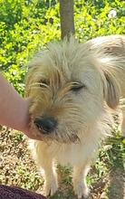 MARLA, Hund, Mischlingshund in Rumänien