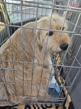 MARLA, Hund, Mischlingshund in Rumänien - Bild 3