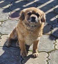 LIA, Hund, Mischlingshund in Rumänien