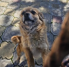 LIA, Hund, Mischlingshund in Rumänien - Bild 2