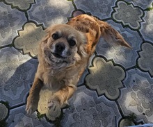 LIA, Hund, Mischlingshund in Rumänien - Bild 3
