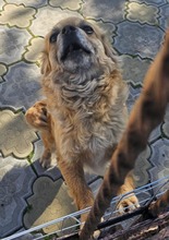 LIA, Hund, Mischlingshund in Rumänien - Bild 4