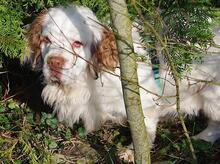DORI, Hund, Clumber Spaniel in Utting - Bild 1