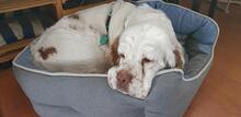 DORI, Hund, Clumber Spaniel in Utting - Bild 2