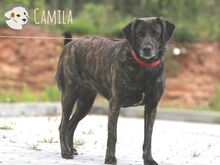 CAMILA, Hund, Bardino-Mix in Portugal - Bild 2