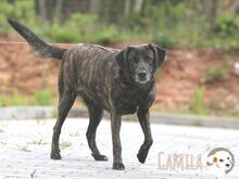 CAMILA, Hund, Bardino-Mix in Portugal - Bild 3