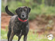 CAMILA, Hund, Bardino-Mix in Portugal - Bild 4