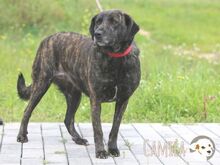 CAMILA, Hund, Bardino-Mix in Portugal - Bild 5