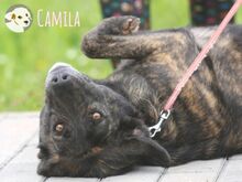 CAMILA, Hund, Bardino-Mix in Portugal - Bild 6