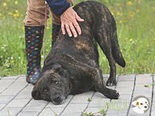 CAMILA, Hund, Bardino-Mix in Portugal - Bild 7