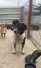 BÄRBEL, Hund, Mischlingshund in Rumänien - Bild 1