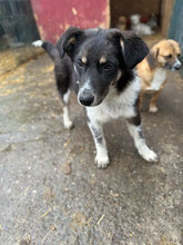 BÄRBEL, Hund, Mischlingshund in Rumänien - Bild 3