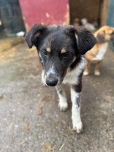 BÄRBEL, Hund, Mischlingshund in Rumänien - Bild 4