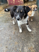 BÄRBEL, Hund, Mischlingshund in Rumänien - Bild 6