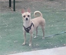 MAXIMILIAN, Hund, Chihuahua in Ungarn - Bild 1