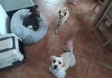 MAXIMILIAN, Hund, Chihuahua in Ungarn - Bild 10