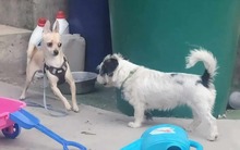 MAXIMILIAN, Hund, Chihuahua in Ungarn - Bild 2