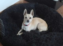 MAXIMILIAN, Hund, Chihuahua in Ungarn - Bild 3