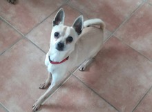 MAXIMILIAN, Hund, Chihuahua in Ungarn - Bild 4