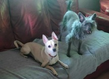 MAXIMILIAN, Hund, Chihuahua in Ungarn - Bild 5