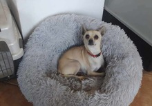 MAXIMILIAN, Hund, Chihuahua in Ungarn - Bild 6