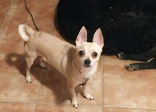 MAXIMILIAN, Hund, Chihuahua in Ungarn - Bild 7